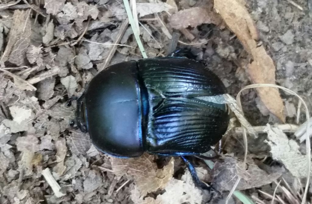 Geotrupes sp., Geotrupidae